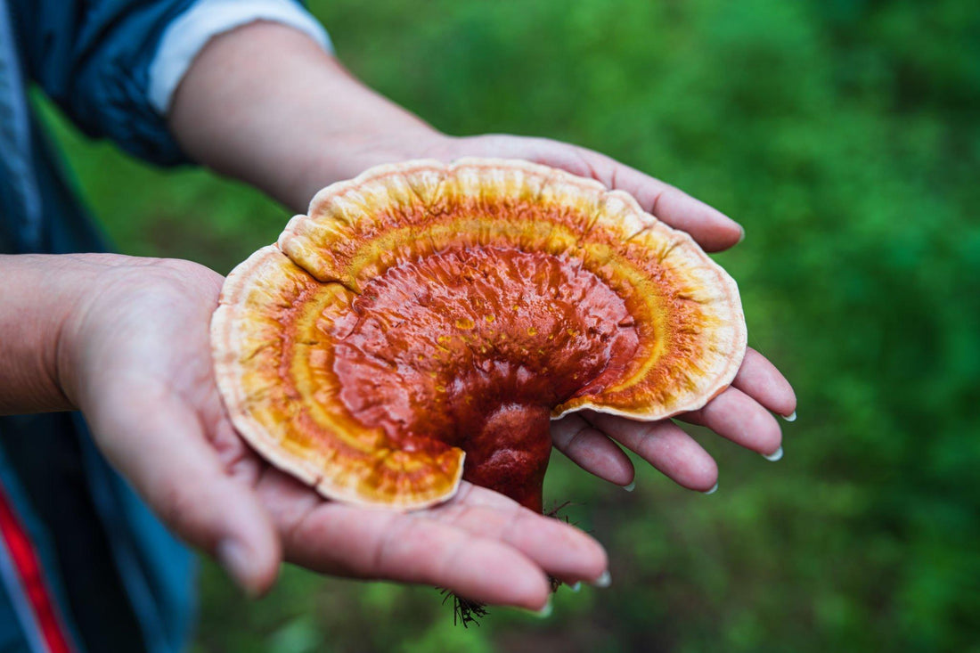 Unlocking the Wellness Secrets of Reishi Mushroom: Exploring the Astounding Health Benefits