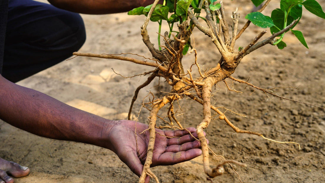Unlocking the Potential: The Health Benefits of Organic Ashwagandha