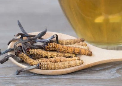 Health Benefits of Cordyceps Mushrooms