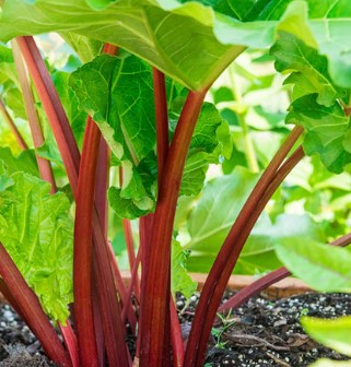 Turkey Rhubarb Found to Improve Immune Function in Mice, Suggesting Potential for Human Health Benefits