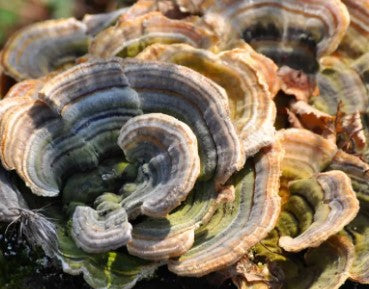 The Revered Medicinal Properties of Turkey Tail Mushrooms