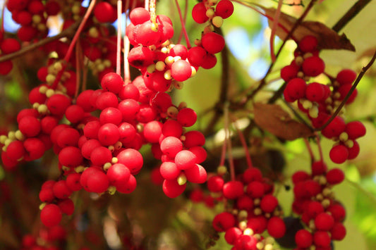 Schisandra Berry: The Ancient Adaptogen Unveiling its Powerful Health Benefits