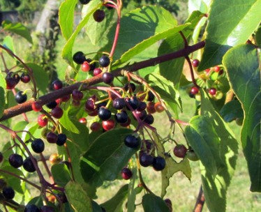Discover the Power of Maqui Berry: A Superfood for Optimal Wellness